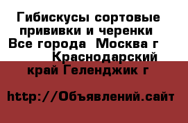 Гибискусы сортовые, прививки и черенки - Все города, Москва г.  »    . Краснодарский край,Геленджик г.